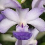 Rhynchorides Chiengmai 'Scented Blue' (3.5” pot)