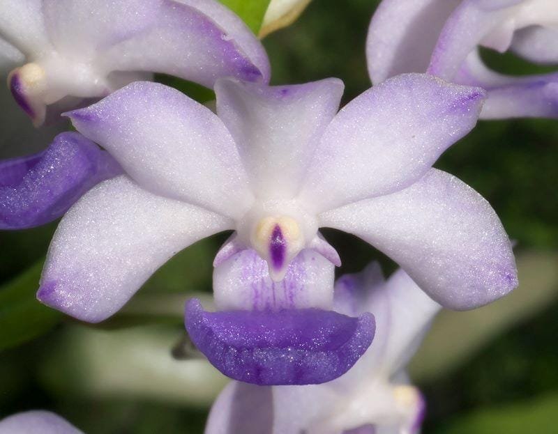 il_fullxfull.7346643761_dunb.jpg Rhynchorides Chiengmai 'Scented Blue' (3.5” pot) - Image 1