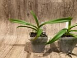 Rhynchorides Chiengmai 'Scented Blue' (3.5” pot) - Image 4