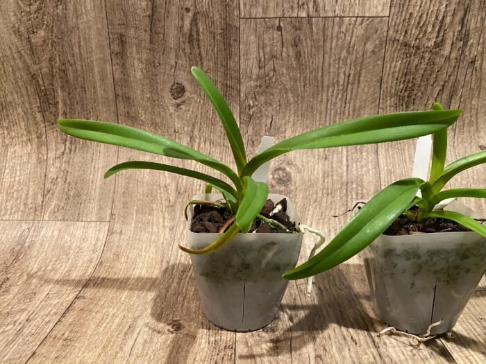 Rhynchorides Chiengmai 'Scented Blue' (3.5” pot) - Image 4