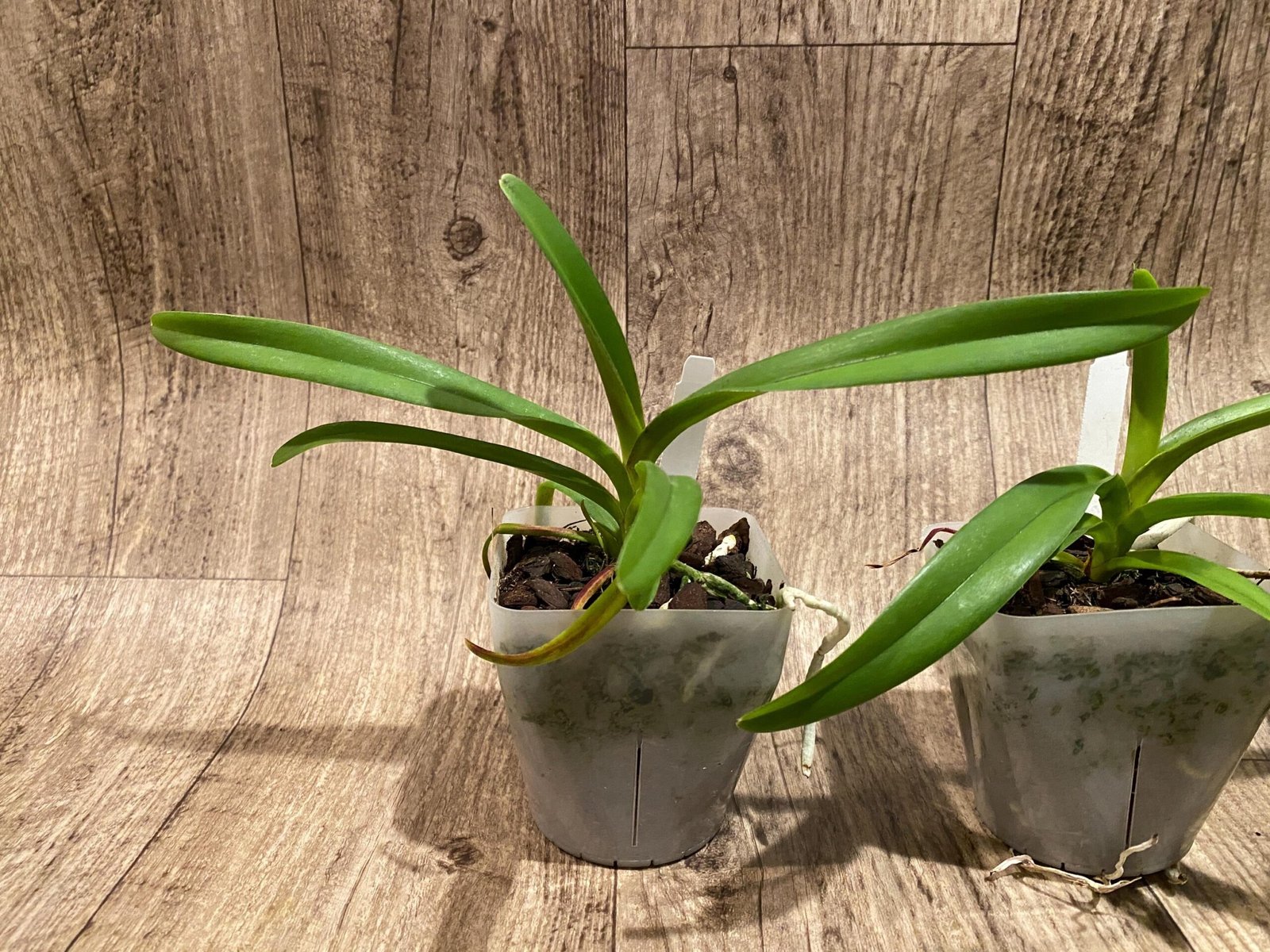 il_fullxfull.7346643953_7zmc.jpg Rhynchorides Chiengmai 'Scented Blue' (3.5” pot) - Image 4