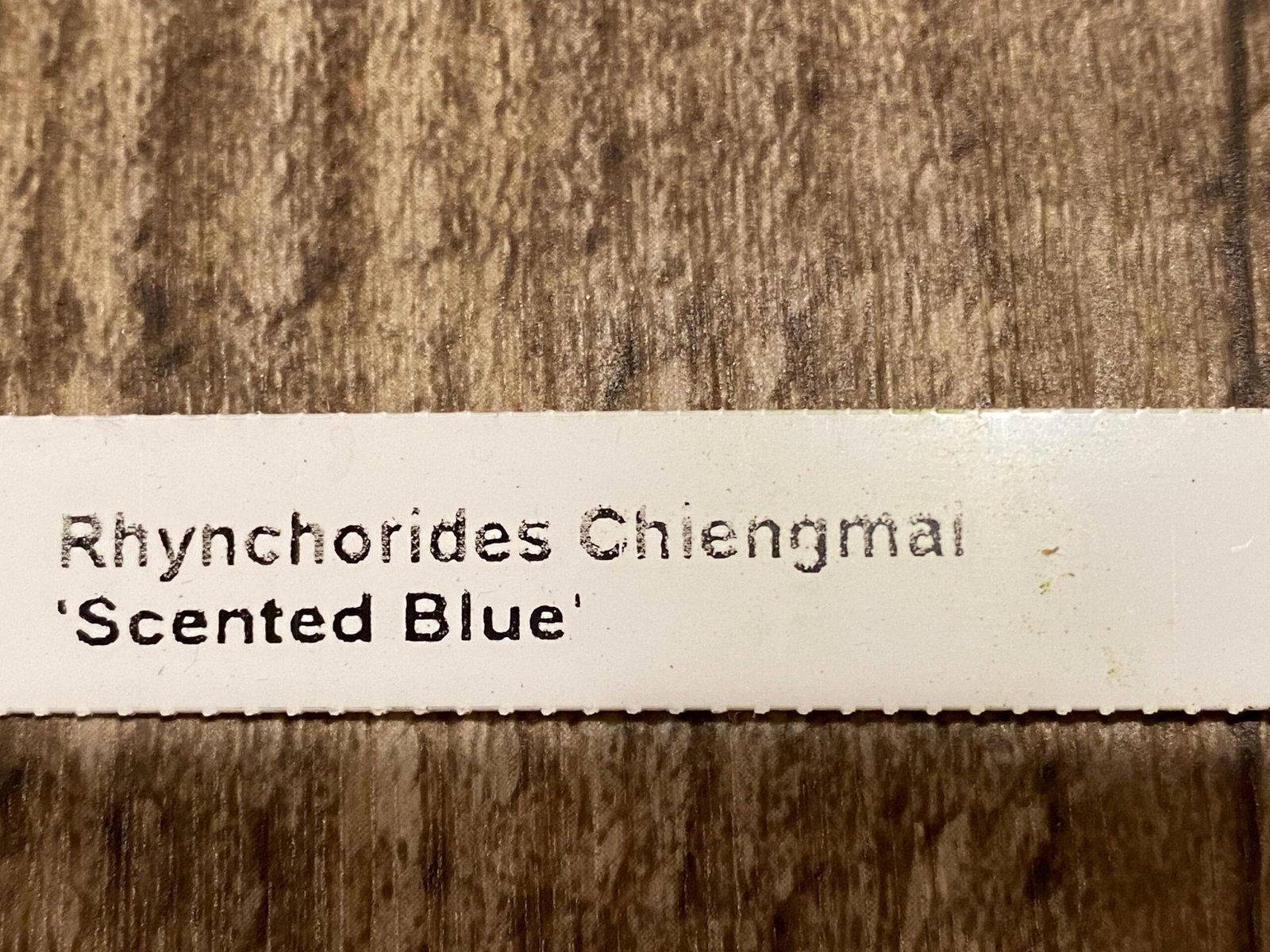 il_fullxfull.7346645135_t6yp.jpg Rhynchorides Chiengmai 'Scented Blue' (3.5” pot) - Image 7