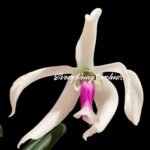 Leptotes bicolor x sib ('EVe' x 'MS') (3” pot)