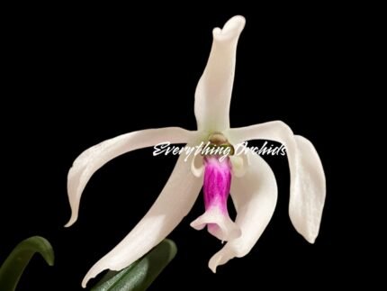 Leptotes bicolor x sib ('EVe' x 'MS') (3” pot)