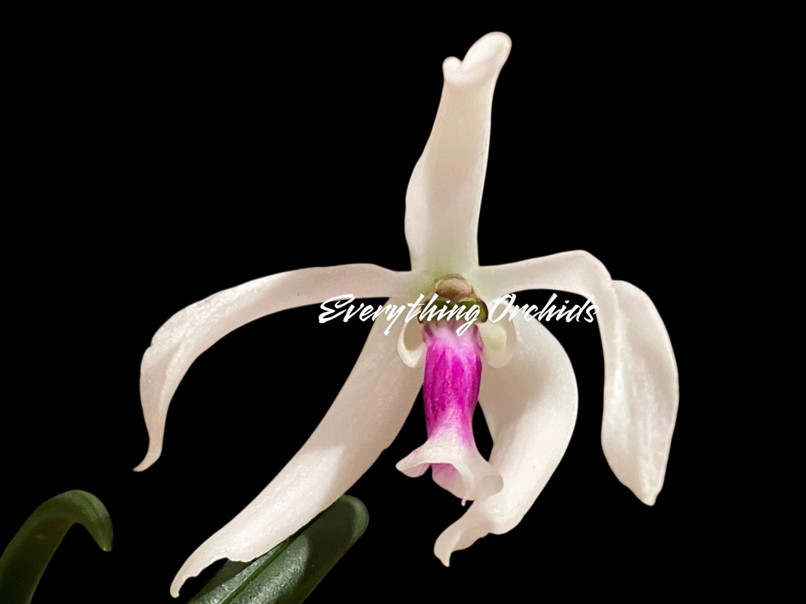 il_fullxfull.7346657573_efci.jpg Leptotes bicolor x sib ('EVe' x 'MS') (3” pot) - Image 1