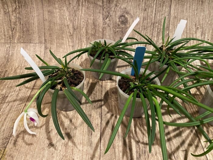 Leptotes bicolor x sib ('EVe' x 'MS') (3” pot) - Image 4