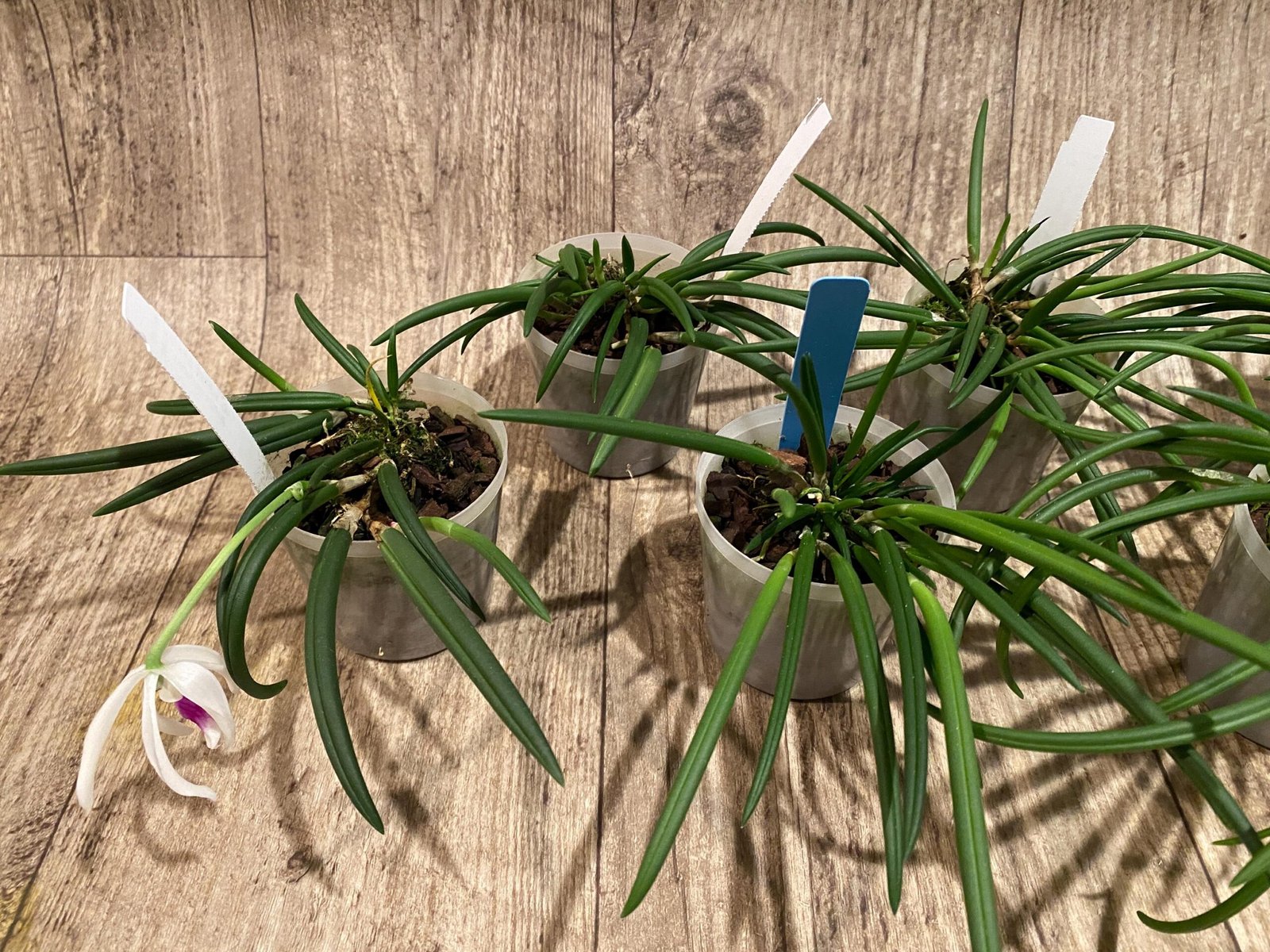 il_fullxfull.7346657707_1wji.jpg Leptotes bicolor x sib ('EVe' x 'MS') (3” pot) - Image 4