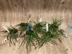 Leptotes bicolor x sib ('EVe' x 'MS') (3” pot) - Image 5