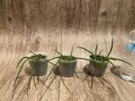 Leptotes politinocoi × sib (3” pot) - Image 4