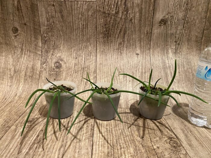 Leptotes politinocoi × sib (3” pot) - Image 4