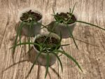 Leptotes politinocoi × sib (3” pot) - Image 2