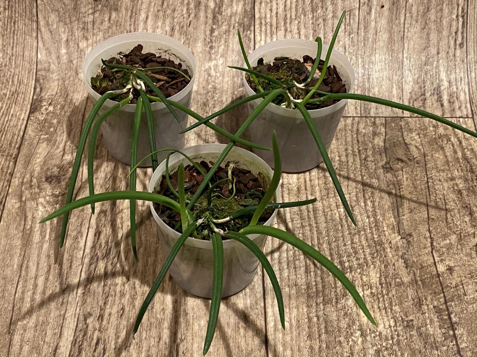 il_fullxfull.7346677851_8ccg.jpg Leptotes politinocoi × sib (3” pot) - Image 2