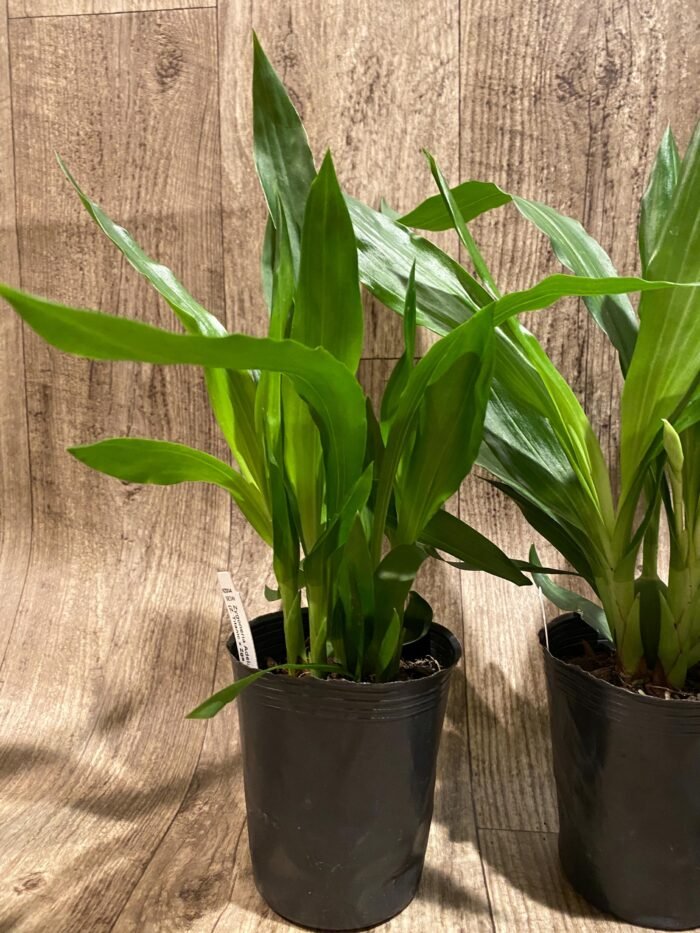 Zygonera Adelaide Meadovs (Z. Titanic × Zga. Dynamo) (3.5” pot) - Image 5
