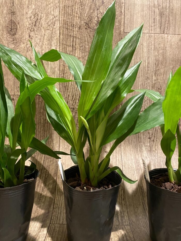 Zygonera Adelaide Meadovs (Z. Titanic × Zga. Dynamo) (3.5” pot) - Image 4