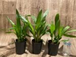 Zygonera Adelaide Meadovs (Z. Titanic × Zga. Dynamo) (3.5” pot) - Image 2