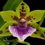 Zygonera Adelaide Meadovs (Z. Titanic × Zga. Dynamo)