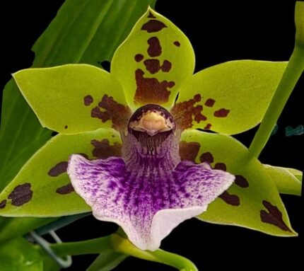 Zygonera Adelaide Meadovs (Z. Titanic × Zga. Dynamo) (3.5” pot)
