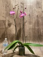 Double Spikes Phalaenopsis Jiubao Pink Lady (4.5" pot) - Image 6