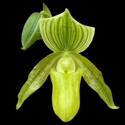 Paph. Mount Toro alba (Makuli × sukhakulii) 'Green' 2 Growths (4” Pot)