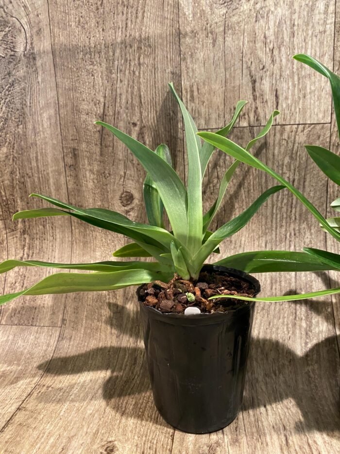Paph. Mount Toro alba (Makuli × sukhakulii) 'Green' 2 Growths (4” Pot) - Image 4
