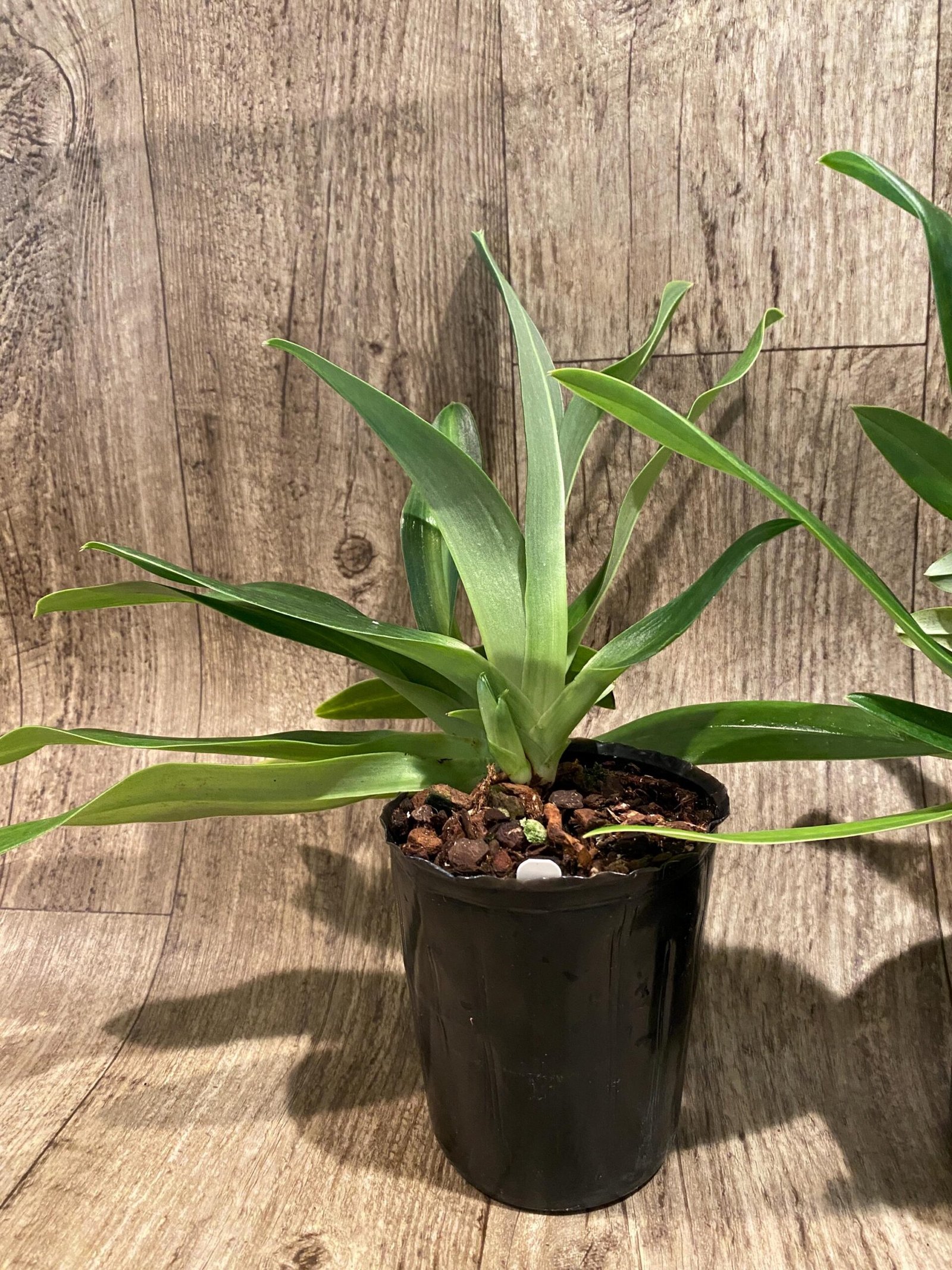il_fullxfull.7348058967_epuc.jpg Paph. Mount Toro alba (Makuli × sukhakulii) 'Green' 2 Growths (4” Pot) - Image 4