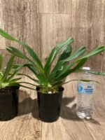 Paph. Mount Toro alba (Makuli × sukhakulii) 'Green' 2 Growths (4” Pot) - Image 6
