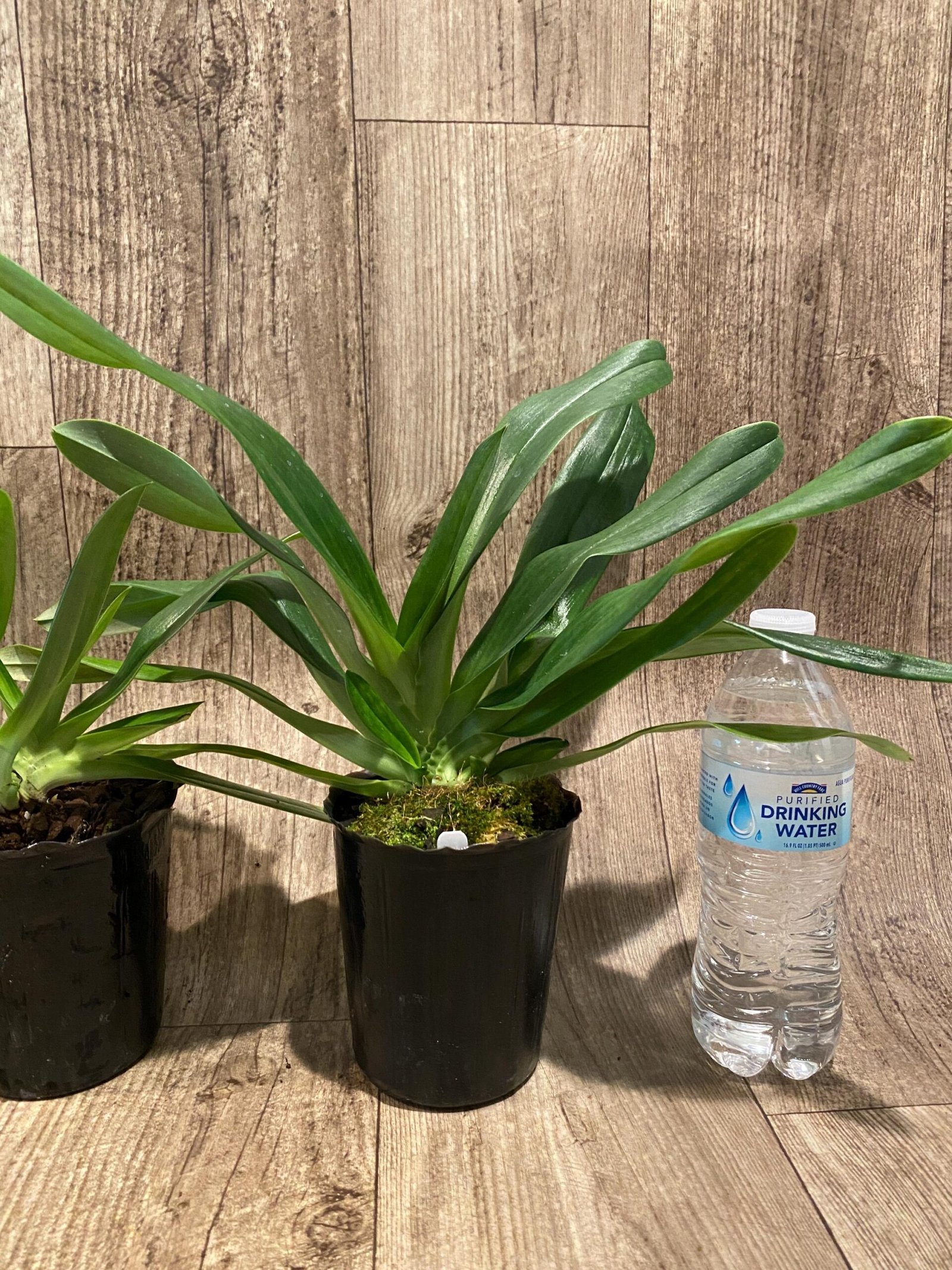 il_fullxfull.7348059009_26fi.jpg Paph. Mount Toro alba (Makuli × sukhakulii) 'Green' 2 Growths (4” Pot) - Image 6