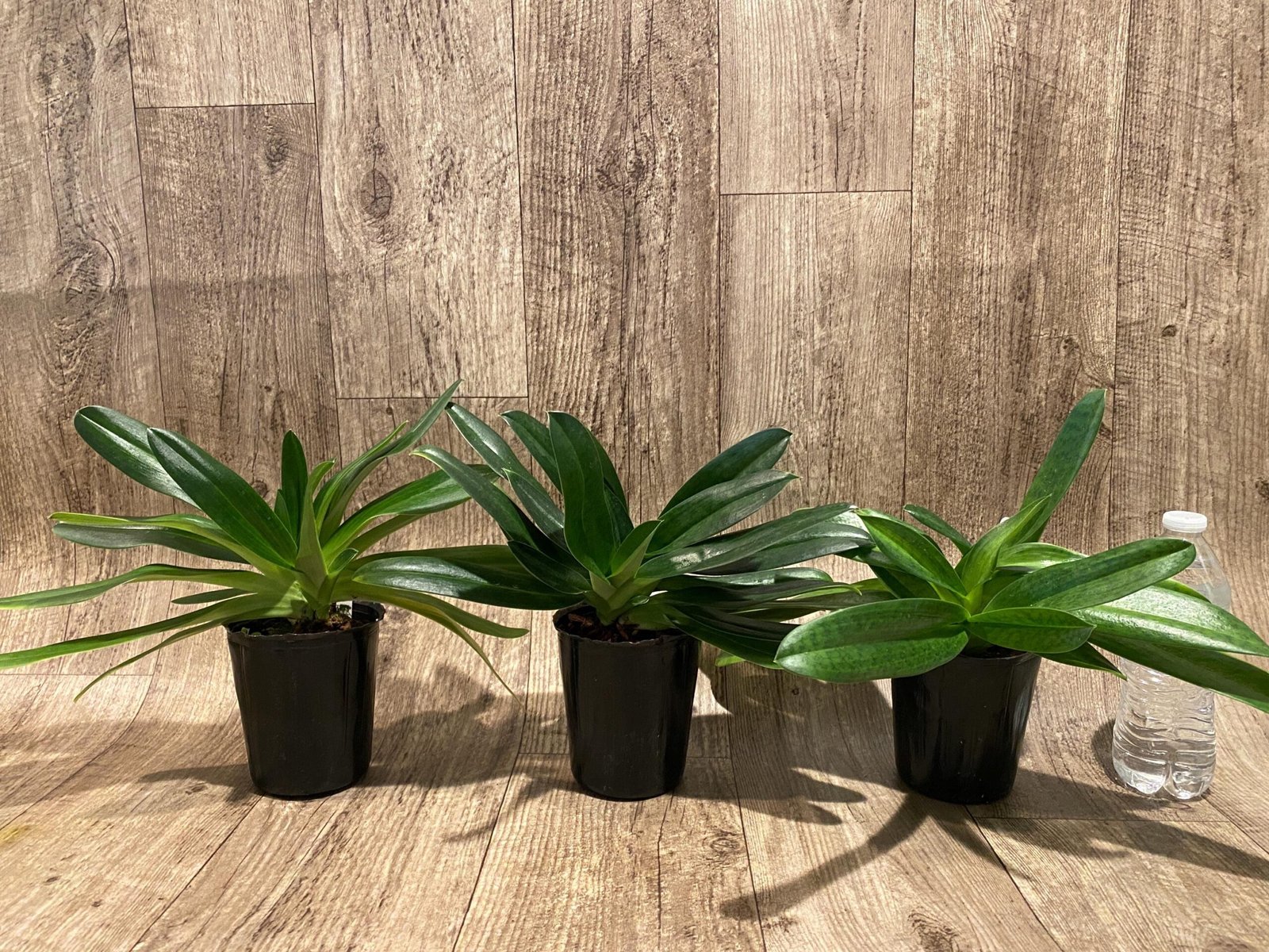 il_fullxfull.7348081751_lkk4.jpg Paph. Mount Toro alba (Makuli × sukhakulii) 'Green' 4 Growths (4” Pot) - Image 2