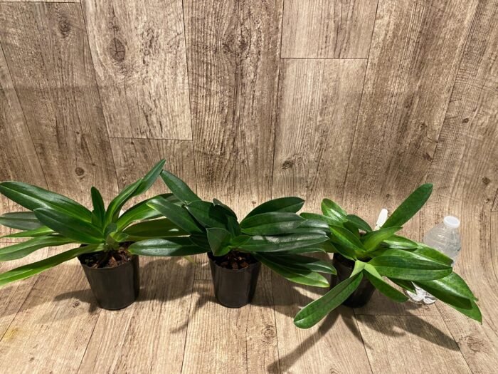Paph. Mount Toro alba (Makuli × sukhakulii) 'Green' 4 Growths (4” Pot) - Image 3
