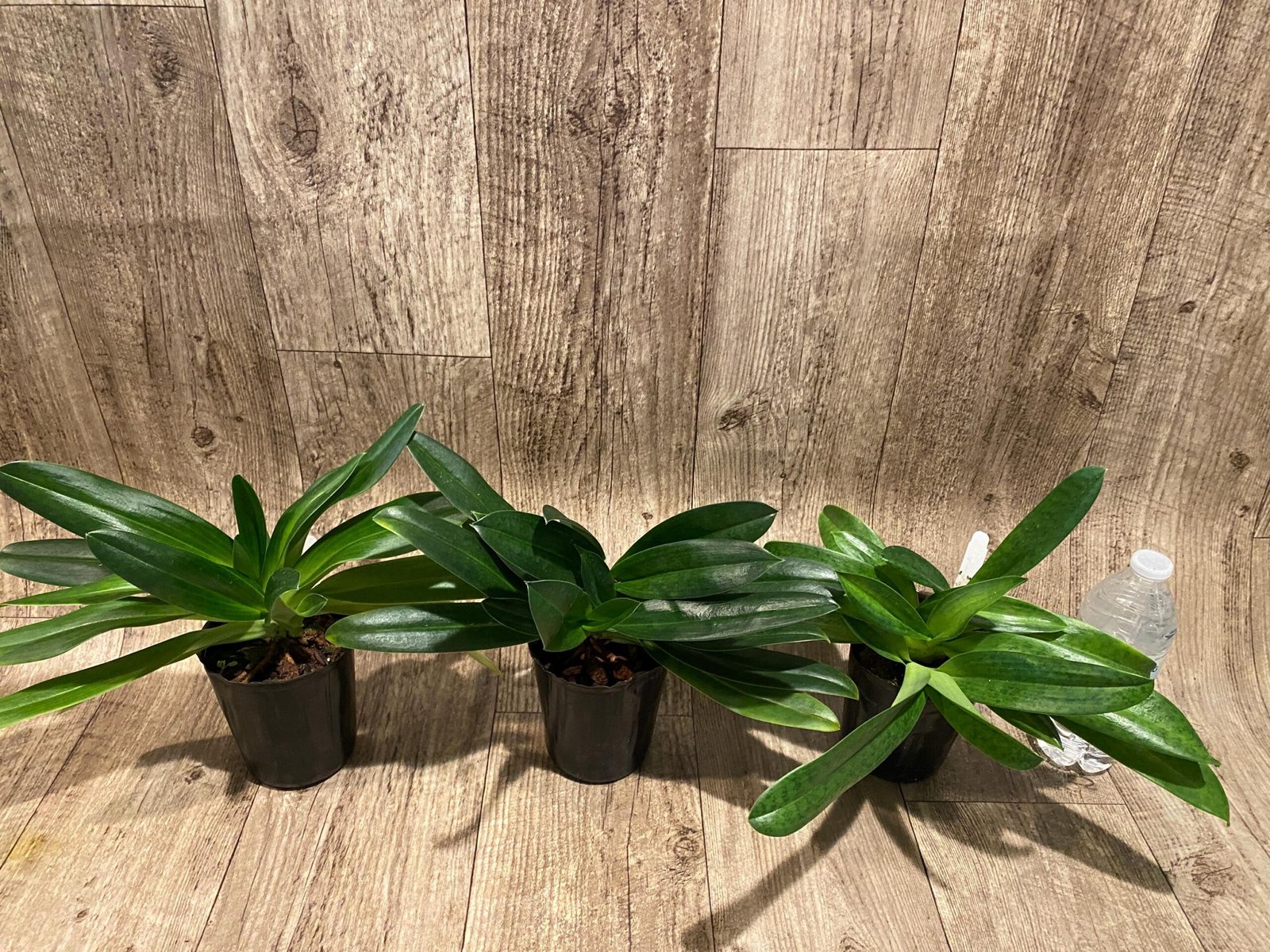 il_fullxfull.7348081755_i48c.jpg Paph. Mount Toro alba (Makuli × sukhakulii) 'Green' 4 Growths (4” Pot) - Image 3