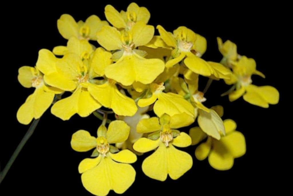 il_fullxfull.7348373149_1frl.jpg In Spike Zelenkoa onusta (2” Pot) - Image 1