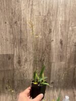 In Spike Zelenkoa onusta (2” Pot) - Image 7