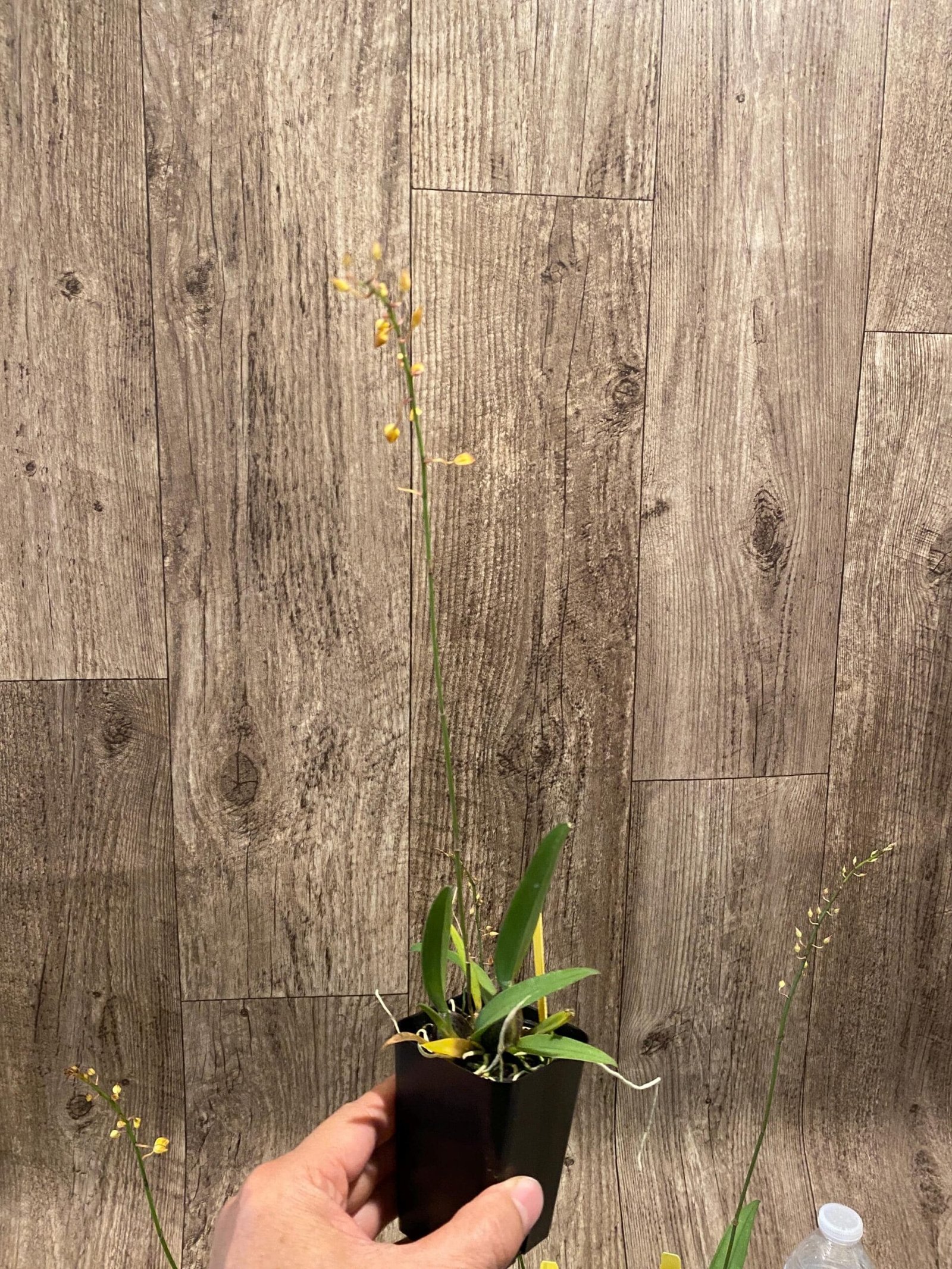 il_fullxfull.7348373279_kgyn.jpg In Spike Zelenkoa onusta (2” Pot) - Image 7