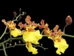 In Spike Oncidium Sweet Ears 'Big Shot (2” Pot)