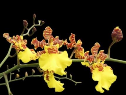 In Spike Oncidium Sweet Ears 'Big Shot (2” Pot)