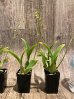 In Spike Oncidium Sweet Ears 'Big Shot (2” Pot) - Image 5