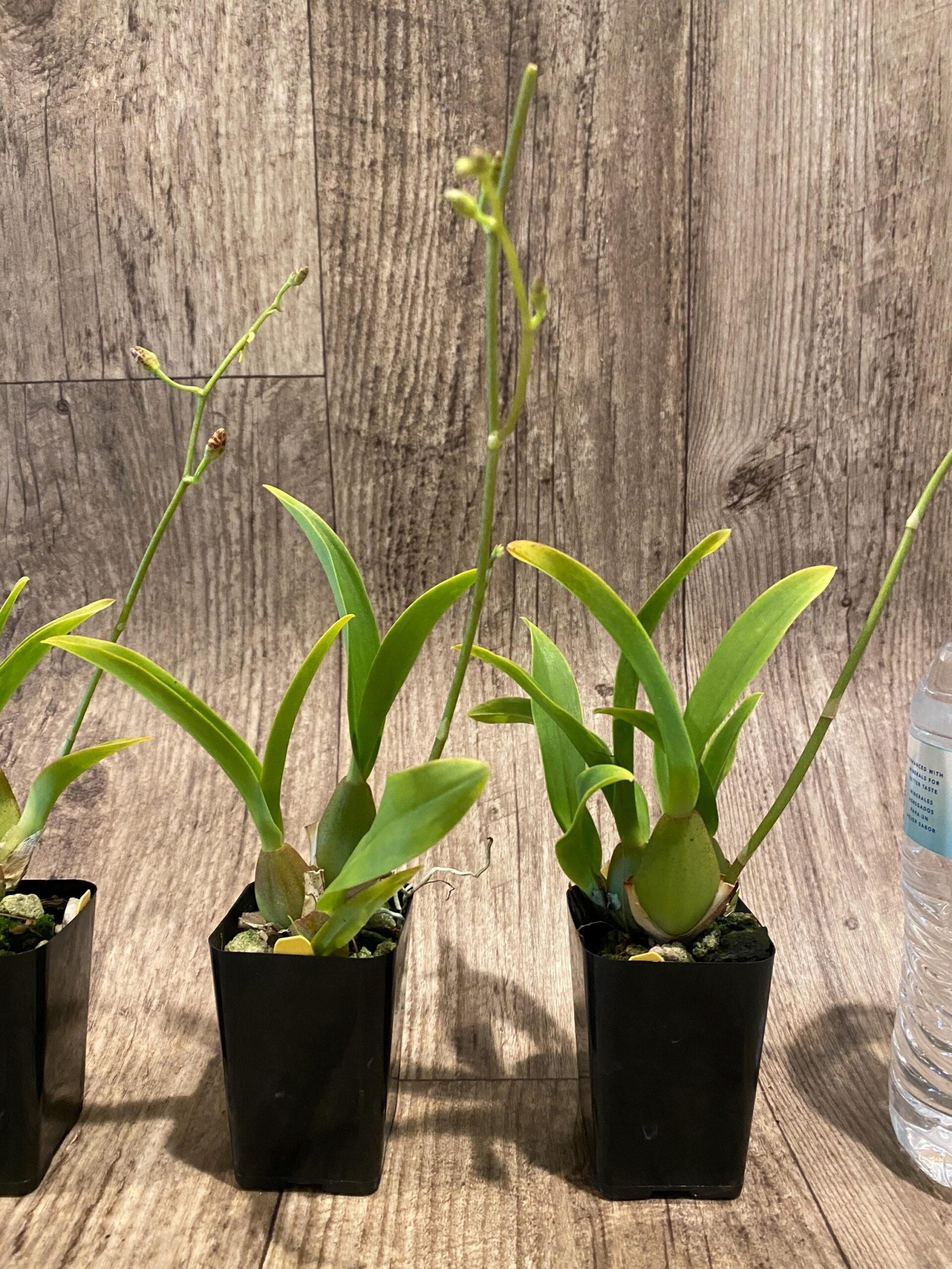 il_fullxfull.7348396845_ae3d.jpg In Spike Oncidium Sweet Ears 'Big Shot (2” Pot) - Image 5