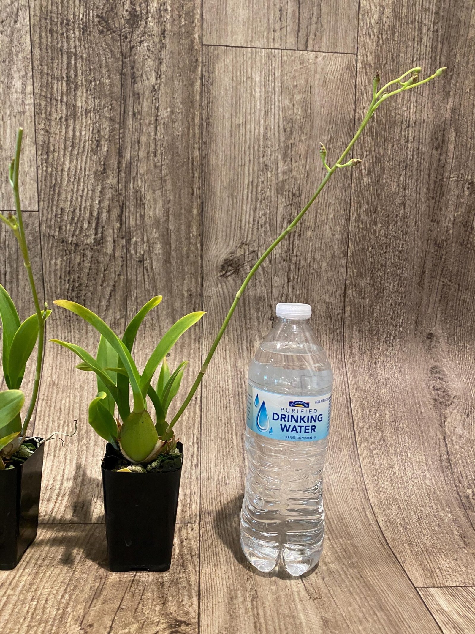 il_fullxfull.7348396883_pbsr.jpg In Spike Oncidium Sweet Ears 'Big Shot (2” Pot) - Image 6