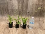 In Spike Oncidium Sweet Ears 'Big Shot (2” Pot) - Image 3