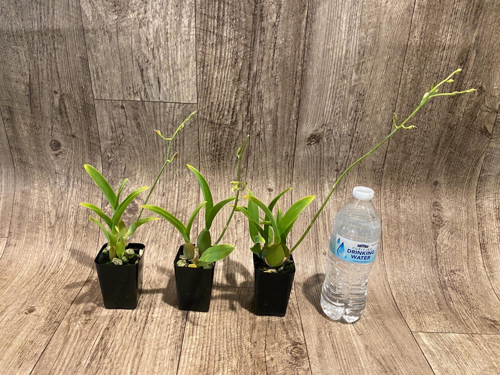 il_fullxfull.7348396921_mtpq.jpg In Spike Oncidium Sweet Ears 'Big Shot (2” Pot) - Image 3