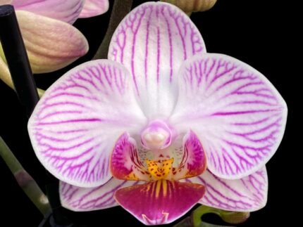 Double Spikes Phalaenopsis I-Hsin Naughty Nora (3.5" pot)