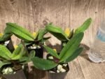 Paphiopedilum Black Diamond (2" pot) - Image 5