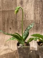 In Spike Paphiopedilum Paph. Hualalai 'Dark Stripes' × Paph. Hilo Super Duper 'Green Gold' (3.5” pot) - Image 2