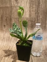 In Spike - Paph. Hilo Sweet Bean 'Olive' x Paph. Hualalai 'Dark.Stripes' (3.5” pot) - Image 4