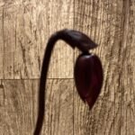 In Spike Paph. Mem. Serafin Ferez '2020' × Paph. Shang-Shiu Heart 'Gala' (3.5” pot)