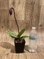 In Spike Paph. Mem. Serafin Ferez '2020' × Paph. Shang-Shiu Heart 'Gala' (3.5” pot) - Image 2