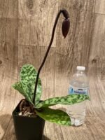 In Spike Paph. Mem. Serafin Ferez '2020' × Paph. Shang-Shiu Heart 'Gala' (3.5” pot) - Image 4