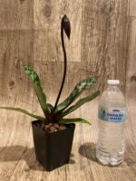 In Spike Paph. Cabernet Magic 'Valentine' × Paph. Dorothy's Slipper 'The Best' (3.5” pot) - Image 4