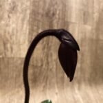 In Spike Paph. Cabernet Magic 'Valentine' × Paph. Dorothy's Slipper 'The Best' (3.5” pot)