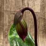 In Spike Paph. Hilo Magic Ruby 'Cupping' x Paph. Mem. Serafin Perez 'Christmas' (3.5” pot)
